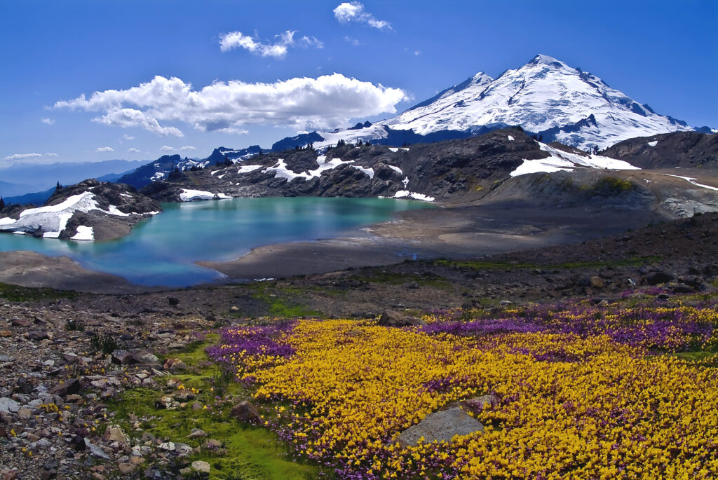 Mount Baker Washington State mountain wildflowers