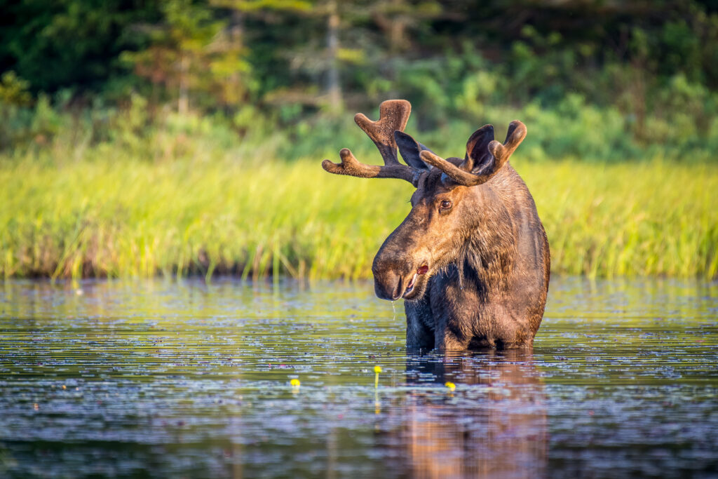 Algonquin - weekend trips from Toronto