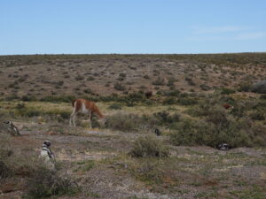 volontariat argentine