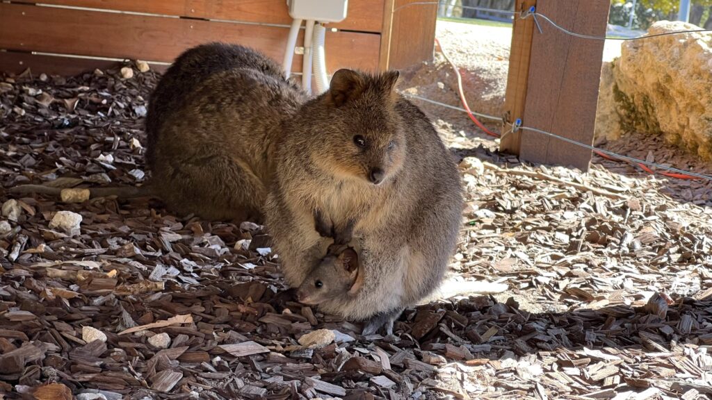 Top places to visit in Australia's states - Rottnest Island WA