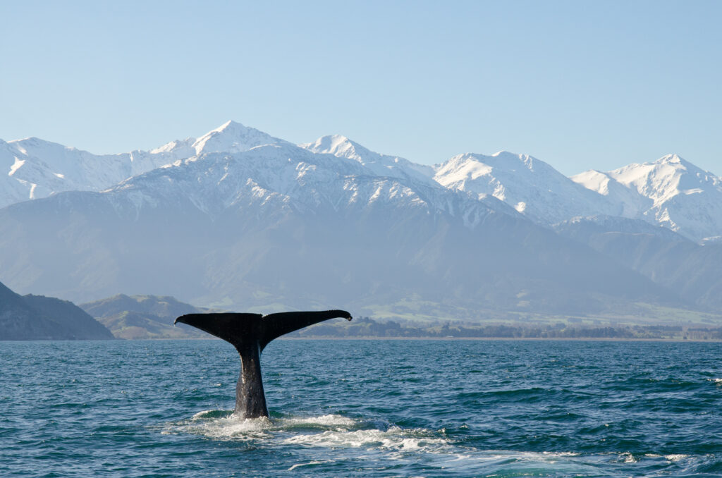 New Zealand South Island road trip - Kaikoura