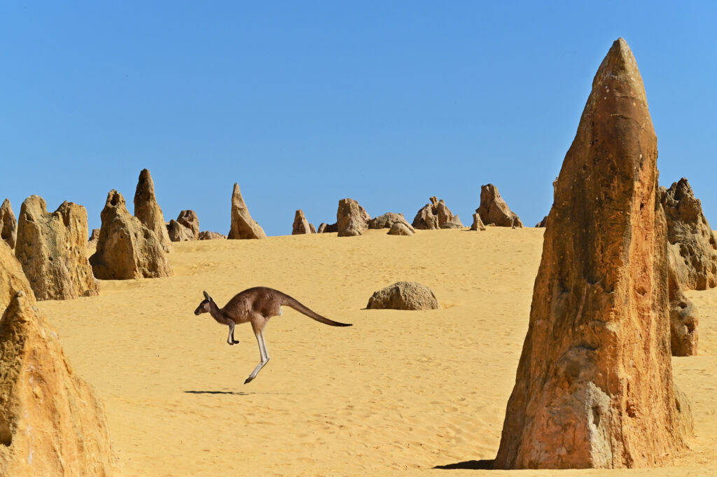 Western Australia road trip - Pinnacles Desert