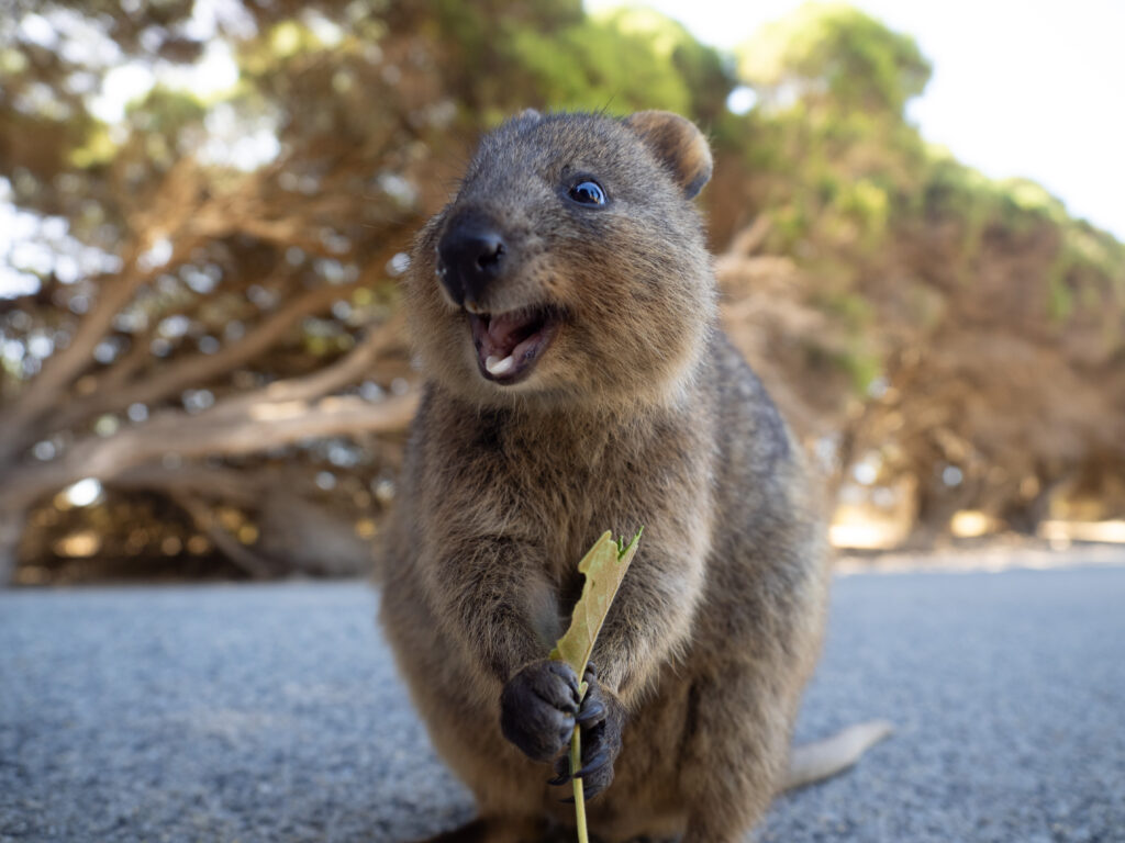 Western Australia road trip - Rottnest