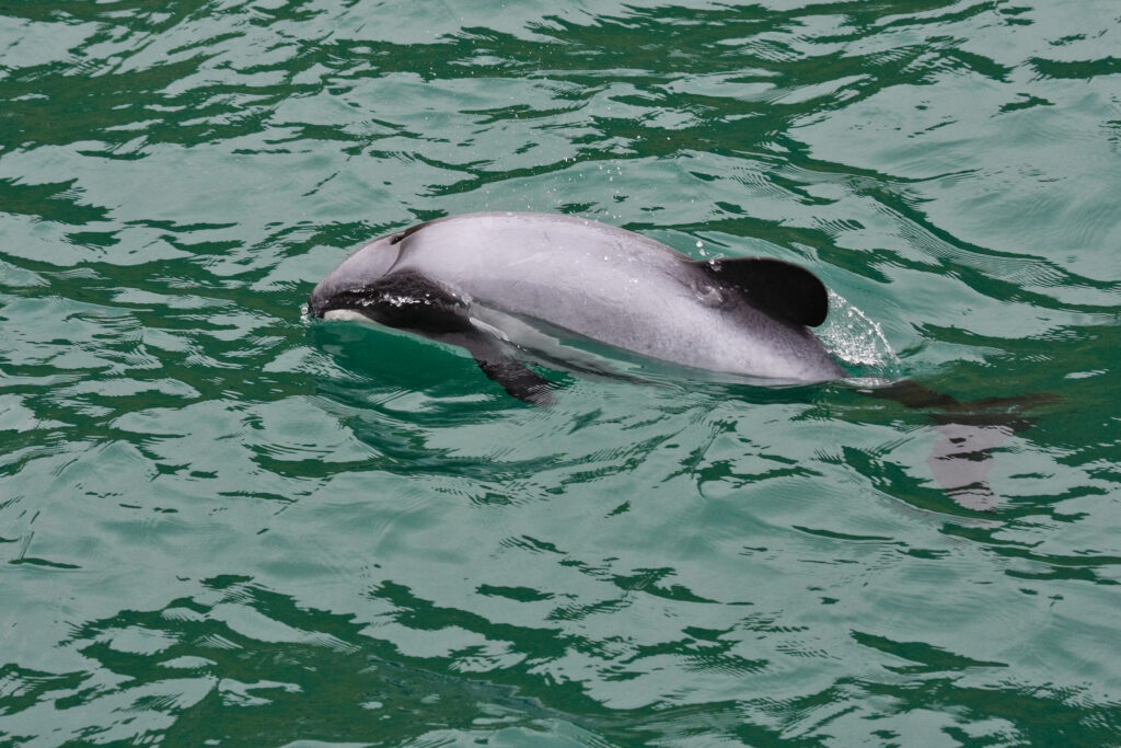 New Zealand South Island road trip - Akaroa