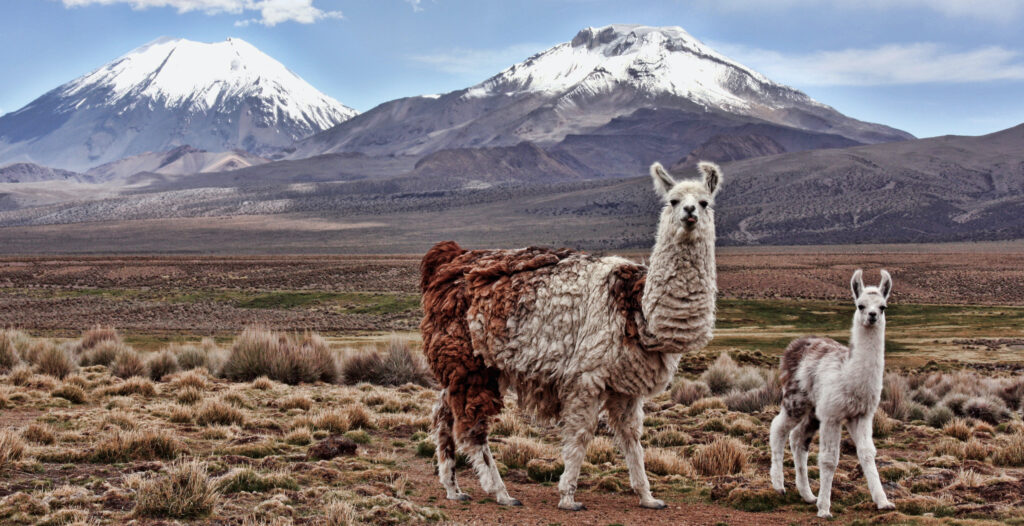 PVT en Amérique latine