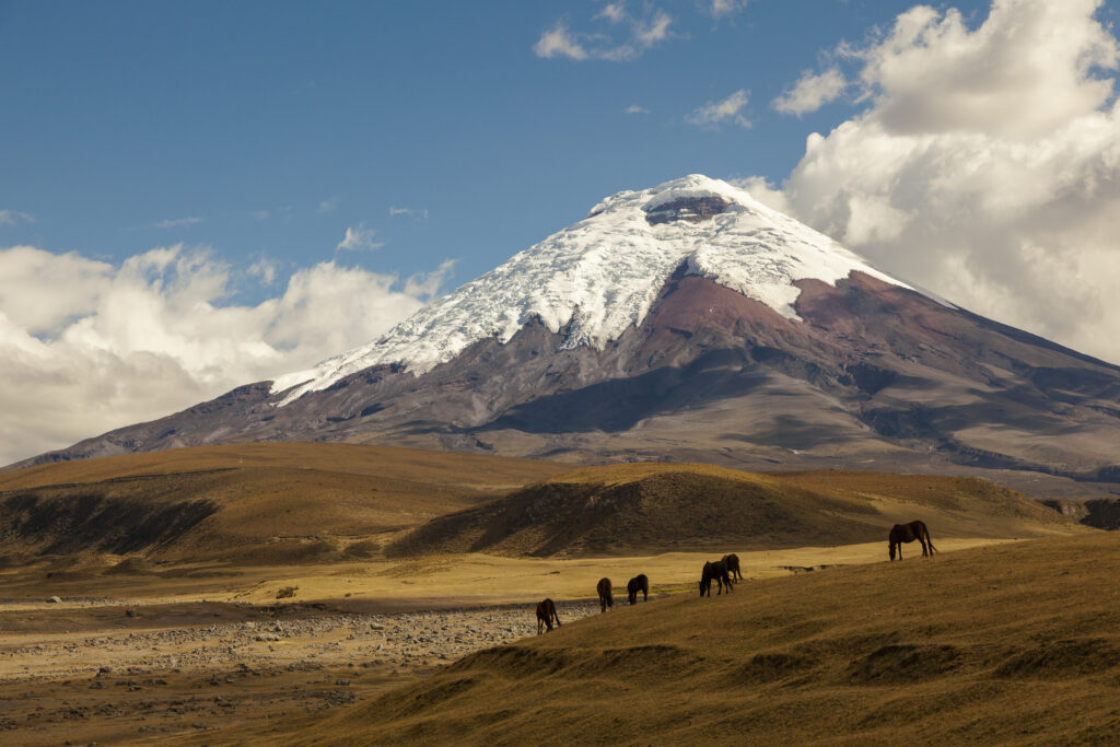 South American WHV Ecuador