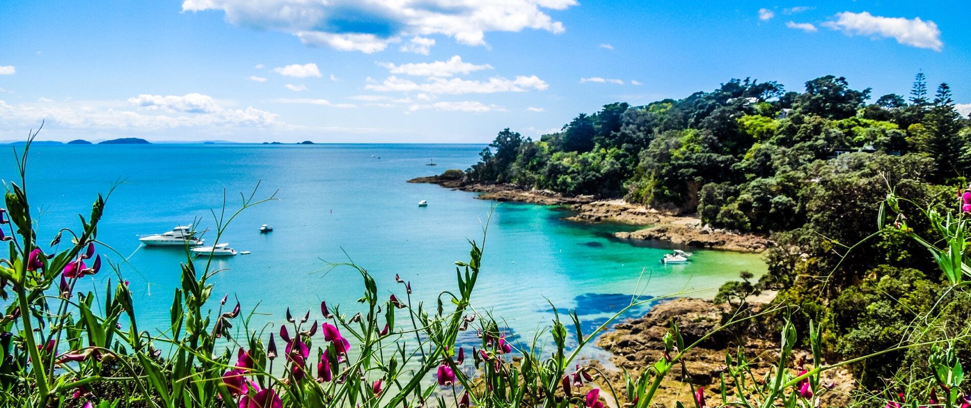 New Zealand Working Holiday Visa for Indians (eligibility, application, tips)