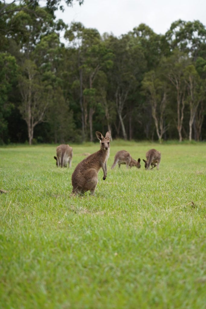 partir en pvt australie 