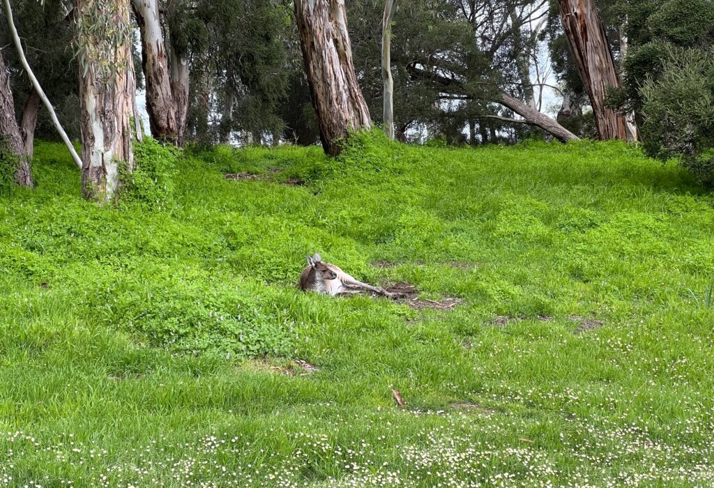 10 free things to do in Perth