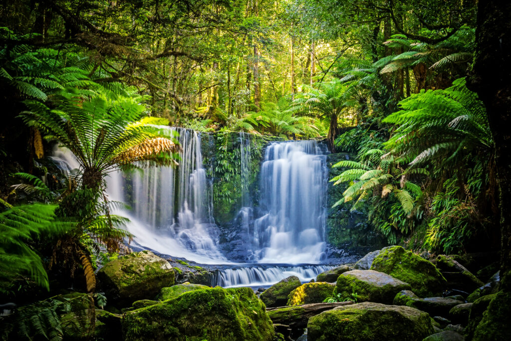Top 10 places to visit in Tasmania: mount field