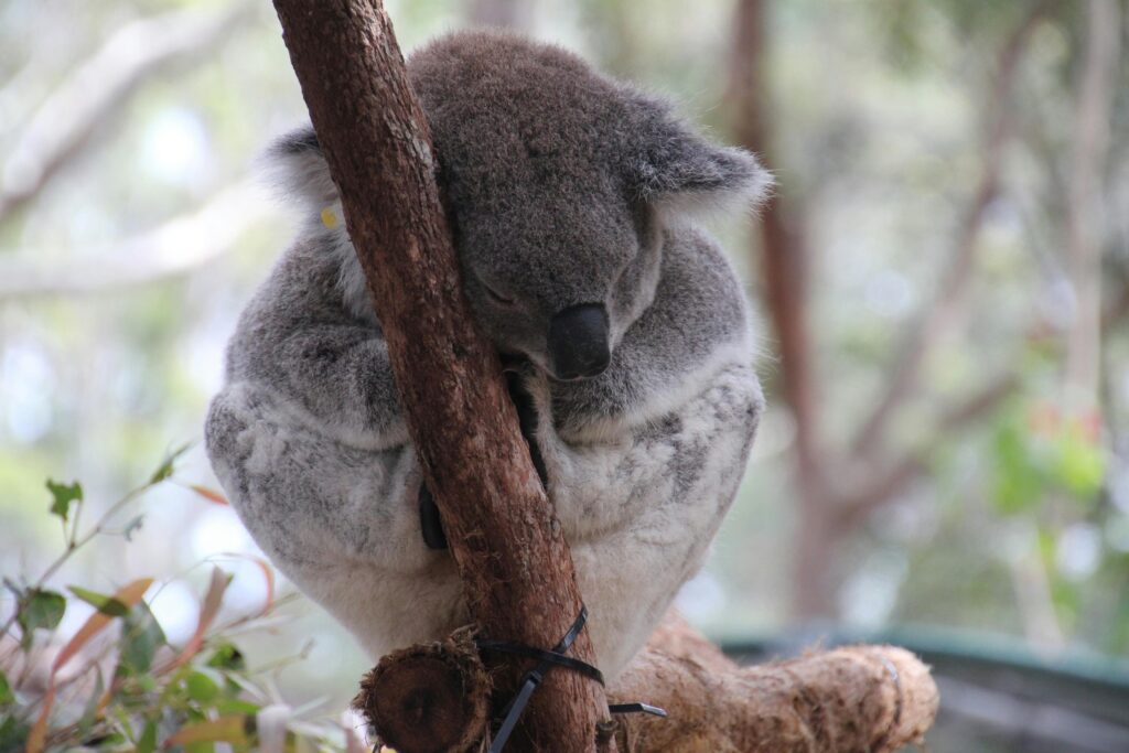 Australia east coast road trip itineraries: Port Macquarie