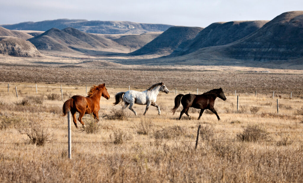 Canada’s hidden gems: Quieter alternatives to tourist hotspots - horses riding in Saskatchewan