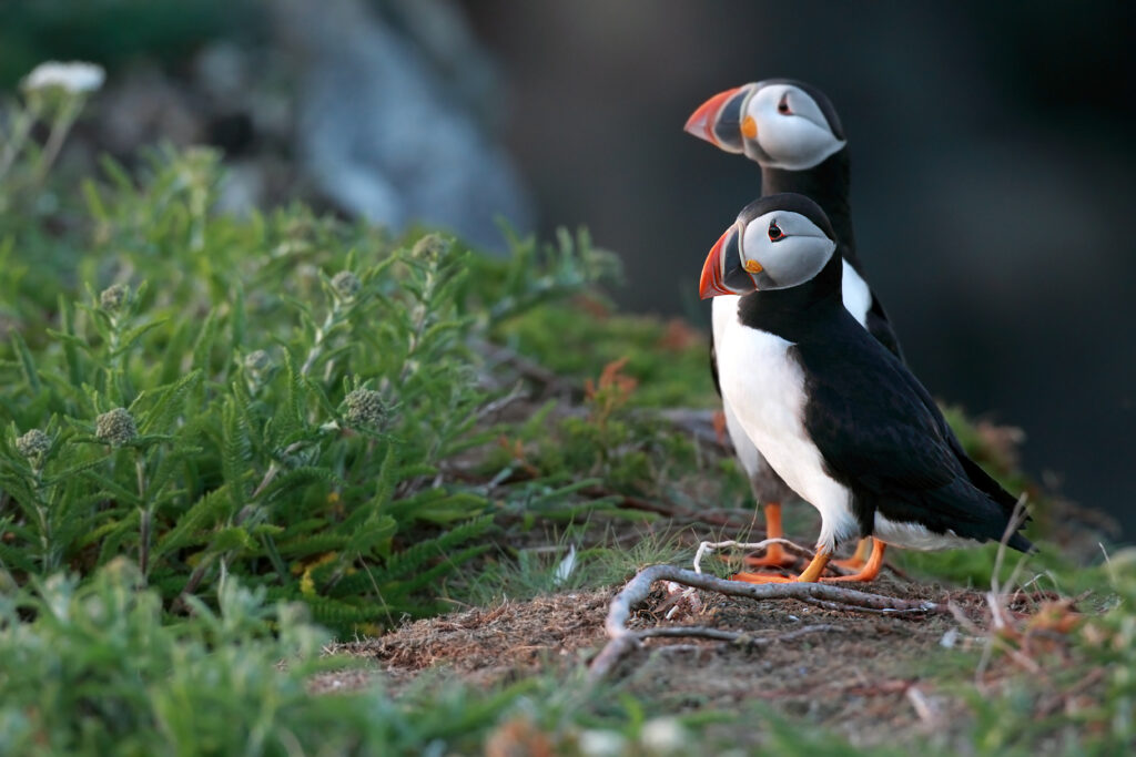 10 reasons to go to Newfoundland during your Canadian working holiday: puffins