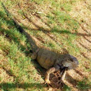 iguane piura