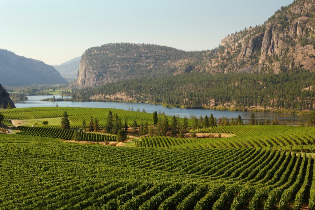 The ultimate Canada travel bucket list - vineyard in the Okanagans