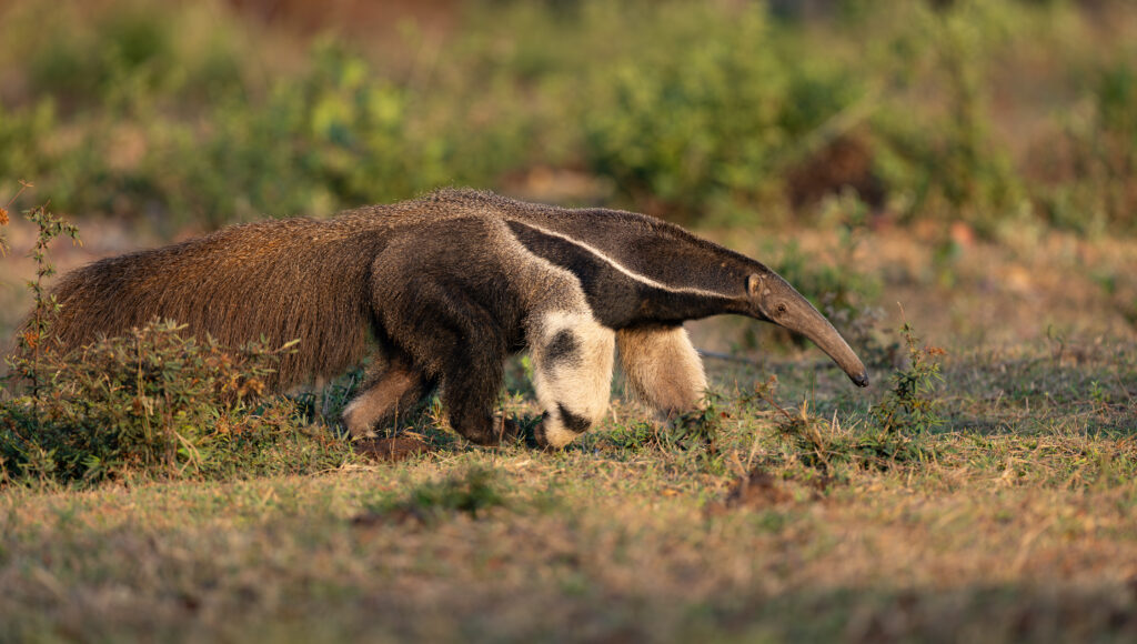Animaux de Colombie