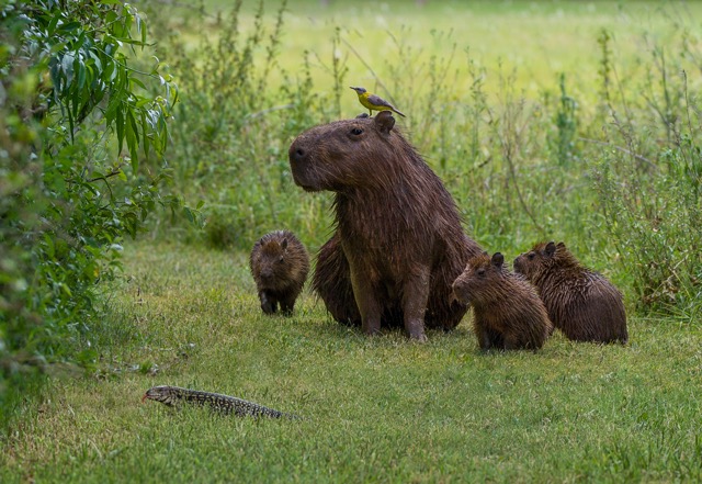 Animaux de Colombie