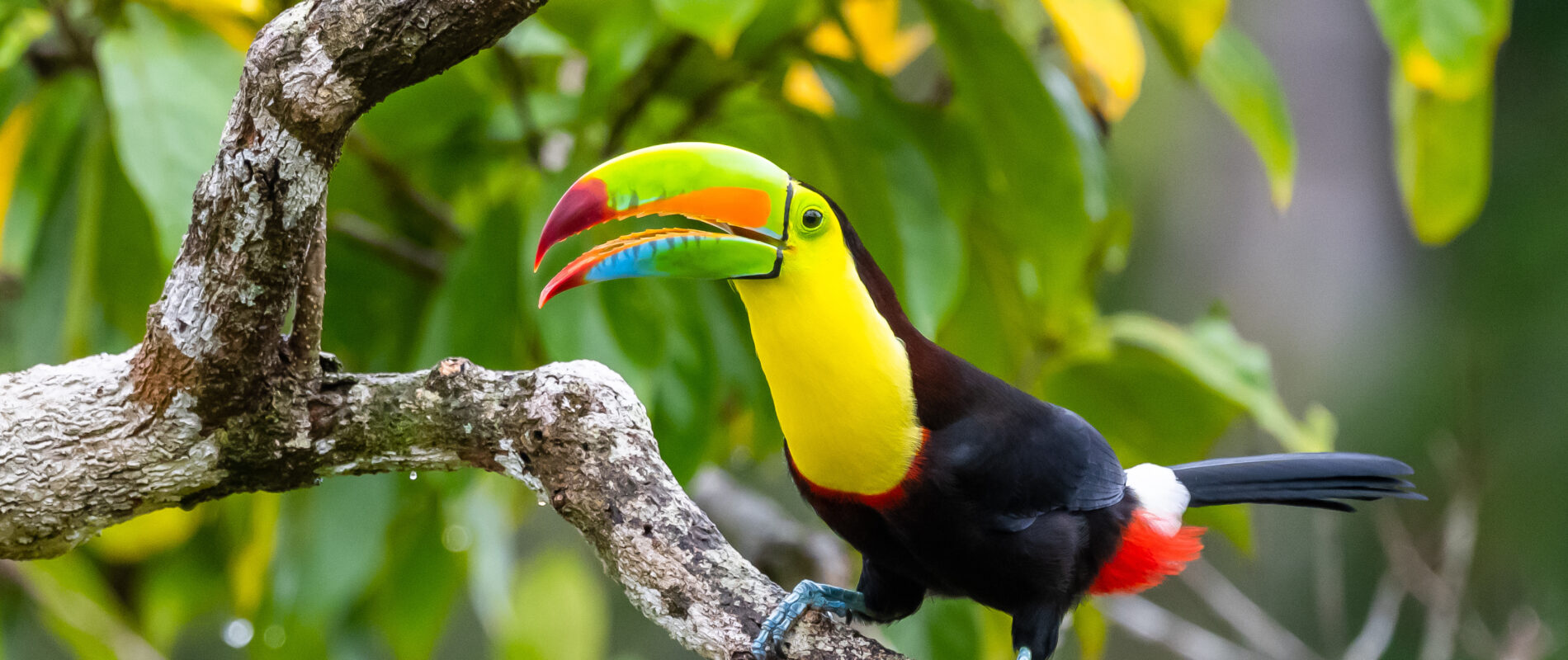 Les animaux de Colombie : un voyage au cœur de la mégadiversité