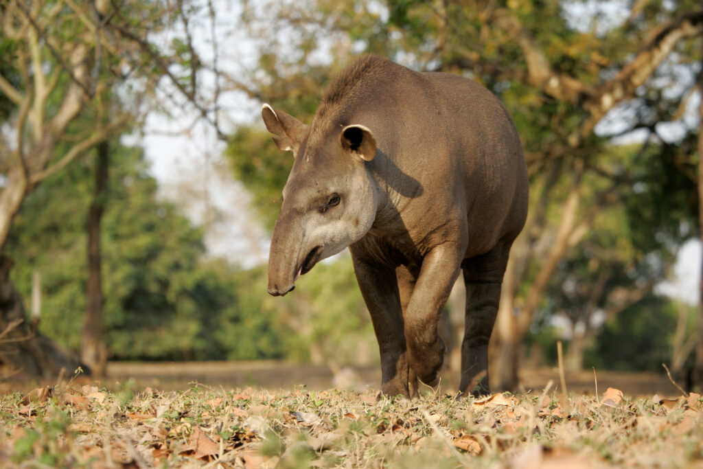 Animaux de Colombie
